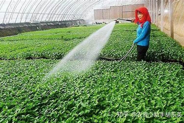 用什么方法冲施肥料最快？