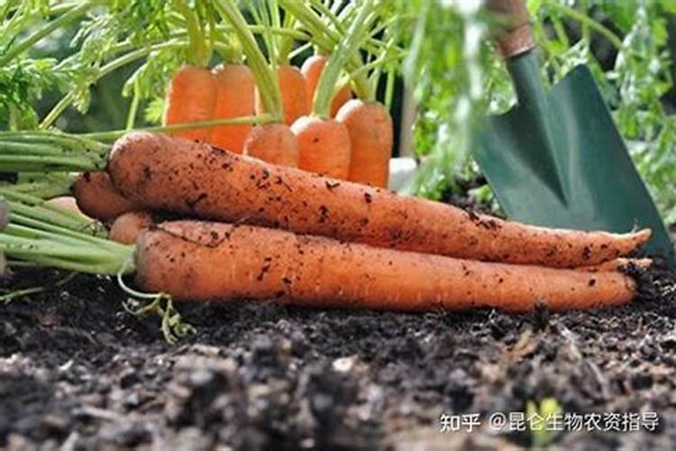 种胡萝卜喷施什么叶面肥好些？