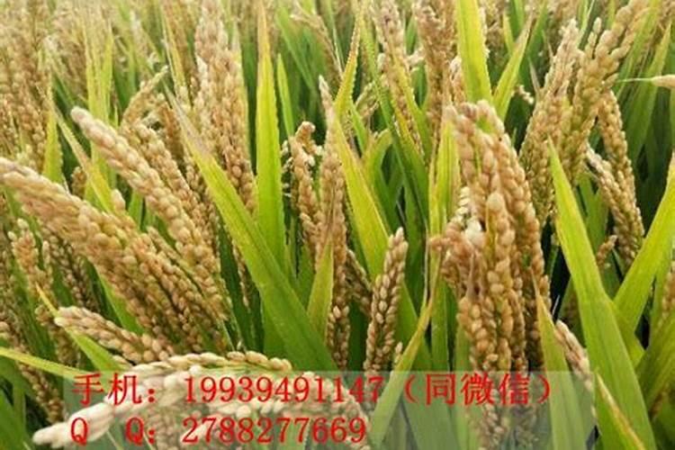 什么钾肥上水稻好施肥？