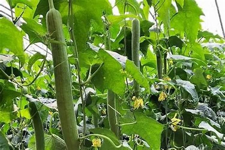 芸豆定植后一般打什么叶面肥