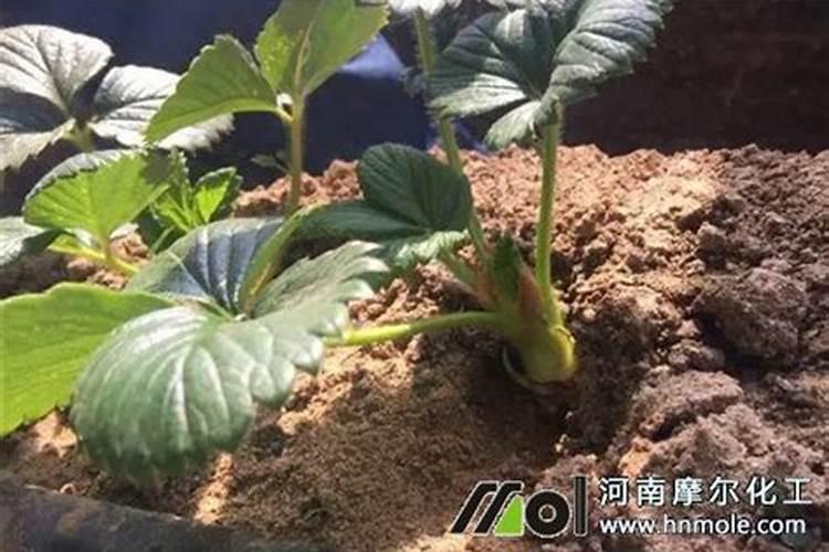 草莓生根壮苗的水溶肥有几种？