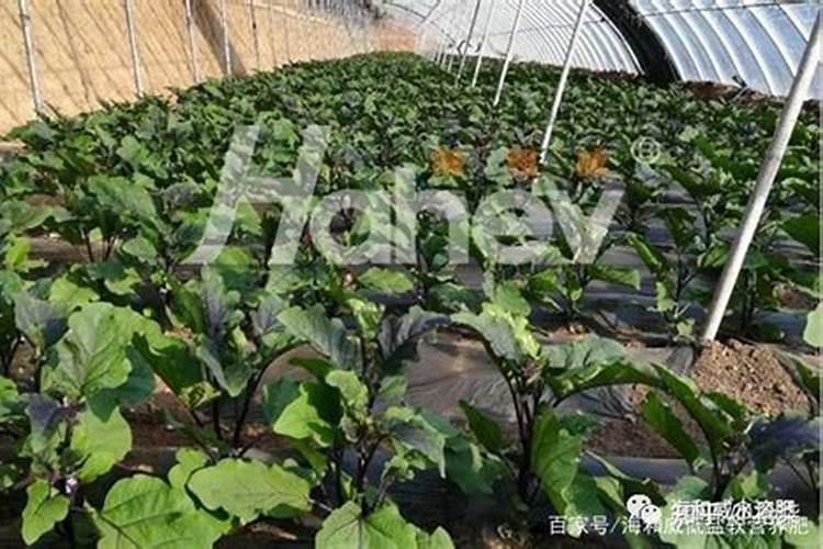 呙笋用什么作叶面肥最好效果最快