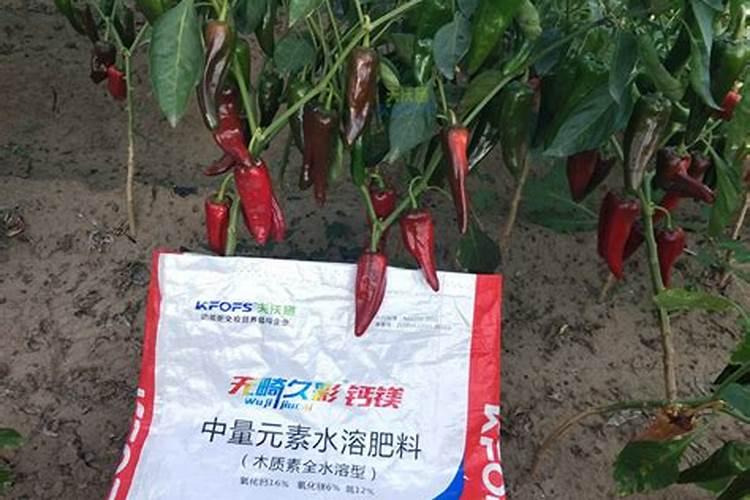 茄子辣椒钙肥的作用是什么样的？