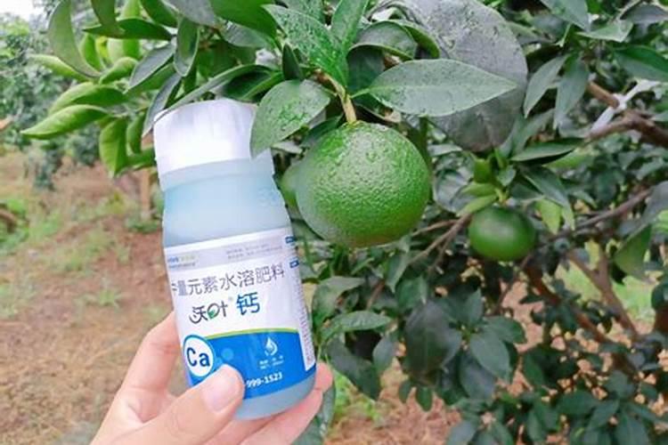 柑橘树施硝酸铵钙肥料好吗怎么施？