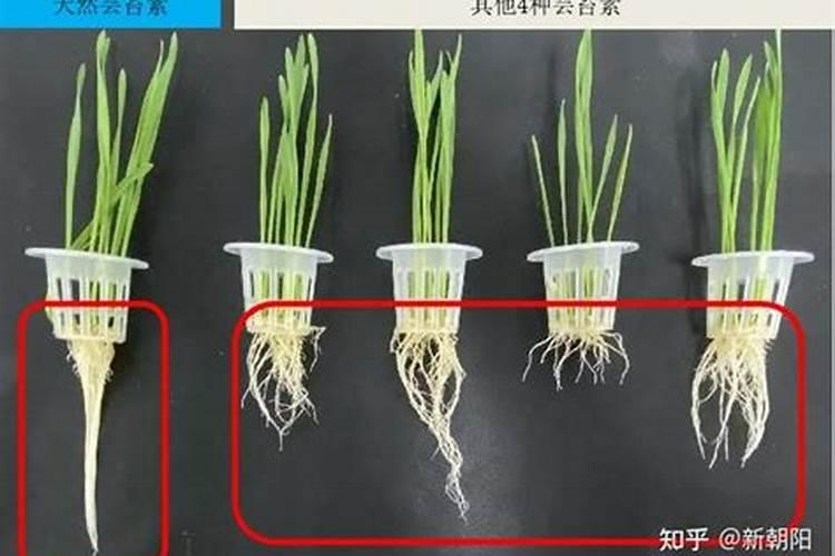 小麦什么时候喷芸苔素 如何喷施效果好