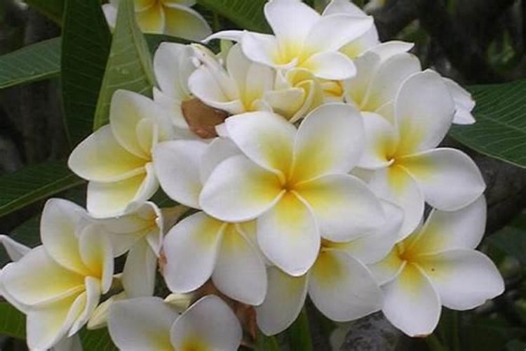 磷钾肥怎么浇花正确使用方法？分芽期可以用吗？