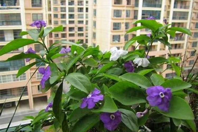 盆栽茉莉花怎么施肥