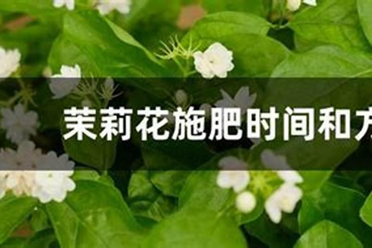 茉莉花的施肥方法