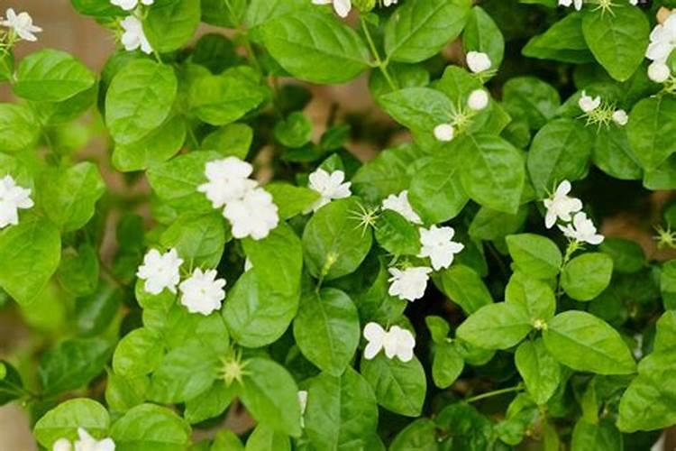 茉莉花施肥方法,用什么肥好