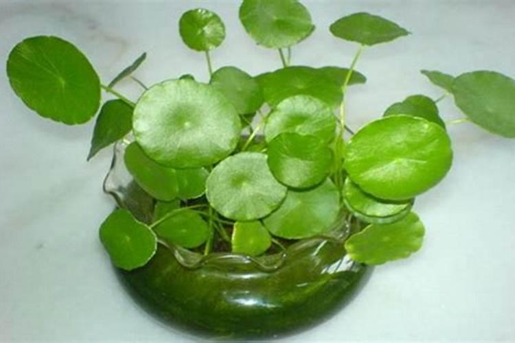 水里栽花放什么肥料