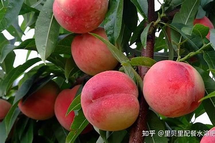 桃子高产有什么施肥方法