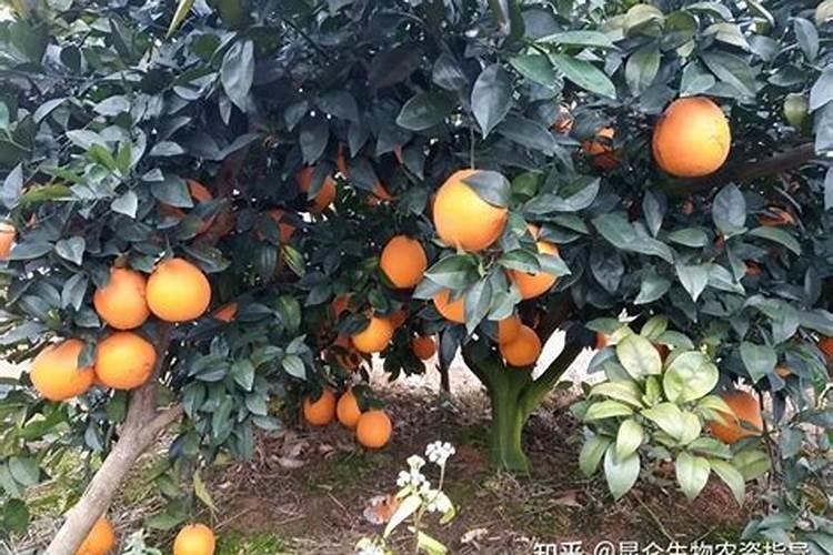 脐橙缺磷肥的情况是什么原因？