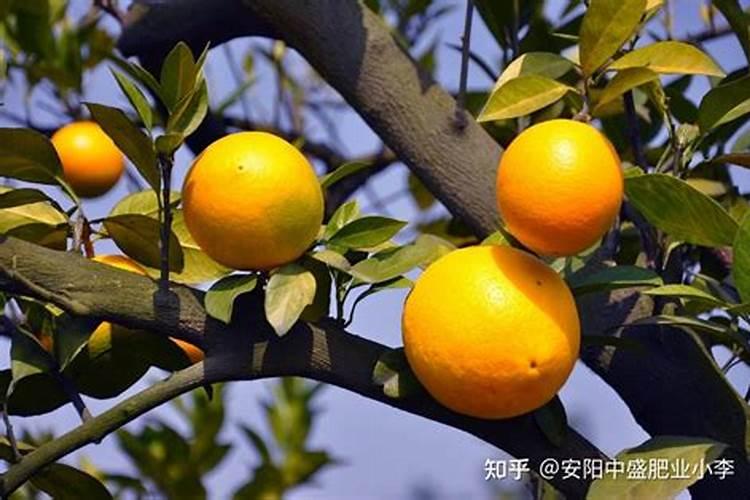 种植脐橙如何施肥效果更好