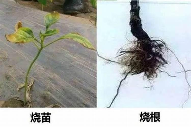 葡萄苗氮肥下多了会死苗吗？