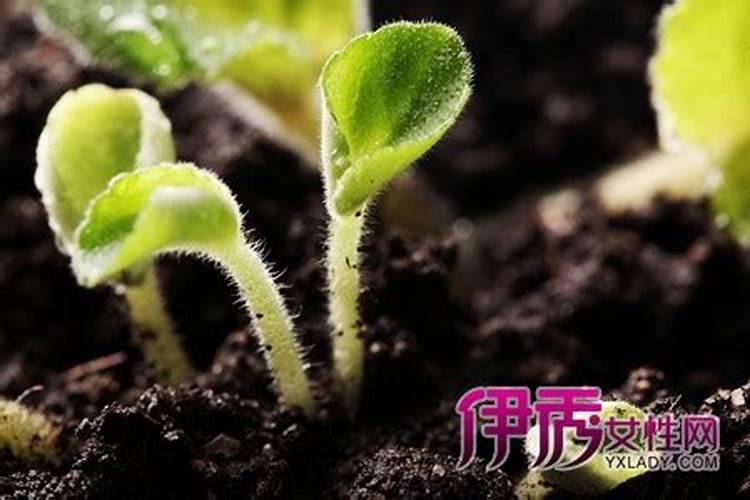 家庭如何自制花肥 如何自制花肥
