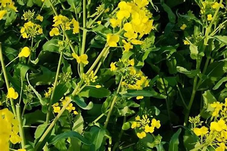 油菜盛花期能喷叶面肥吗