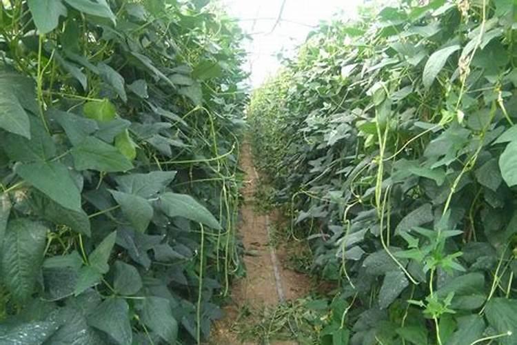 大棚氯化钾超标种豆角可以吗