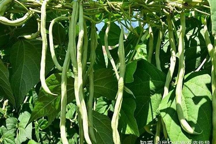豆角可以施氯化钾吗
