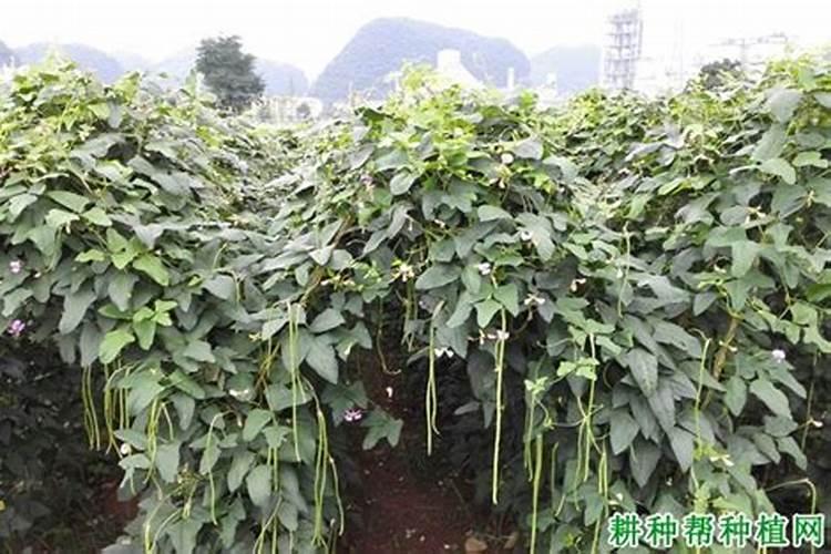 种植豆角,需要施什么肥？