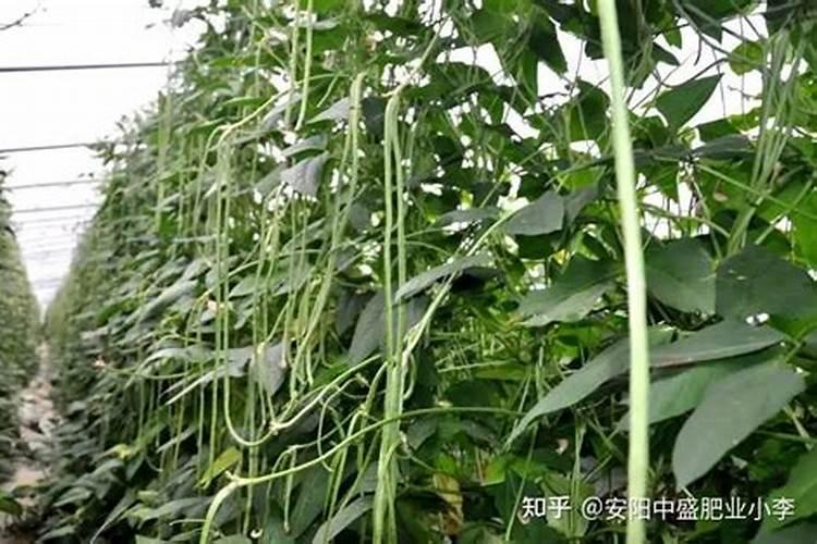 豆角喜欢什么肥料