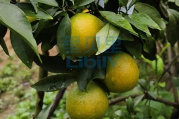 安鲜脂加磷酸二氢钾用在沃柑上起什么作用？