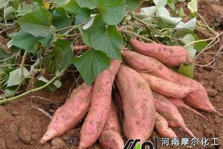 红薯钙肥使用方法及用量