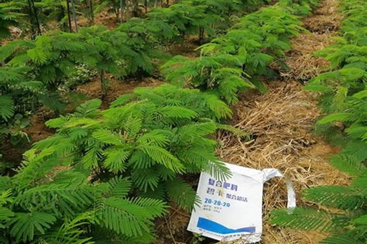 龟背竹水溶性肥料怎么用效果好？