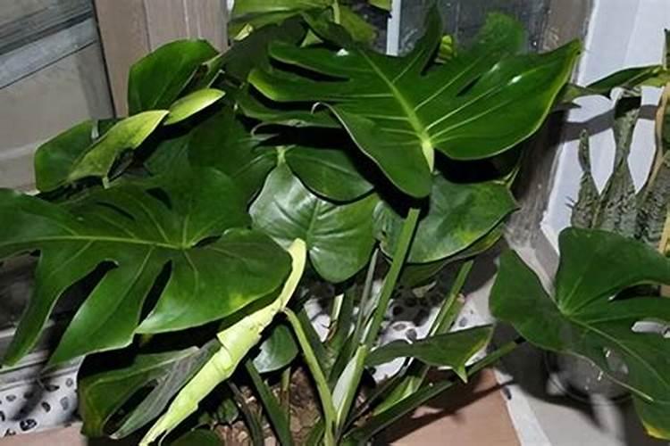 龟背竹怎么施肥