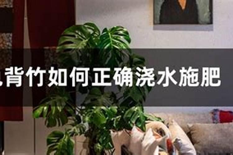 龟背竹如何正确浇水施肥