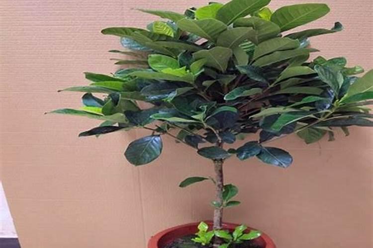 龟背竹花肥用什么合适 肥料制作与使用方法