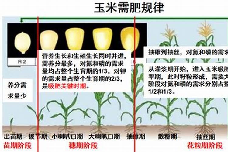 在玉米的生育过程中,氮磷钾的适宜比例是多少？