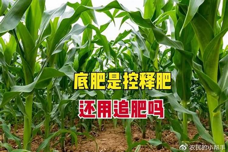 玉米地底肥用磷比氮多好吗？