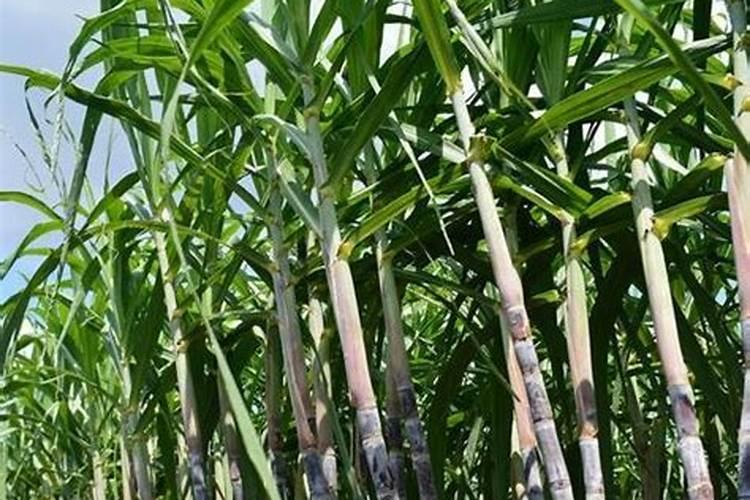 甘蔗什么时候种植最佳