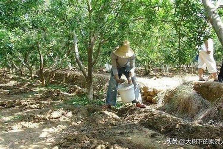 石榴树施肥方法技巧