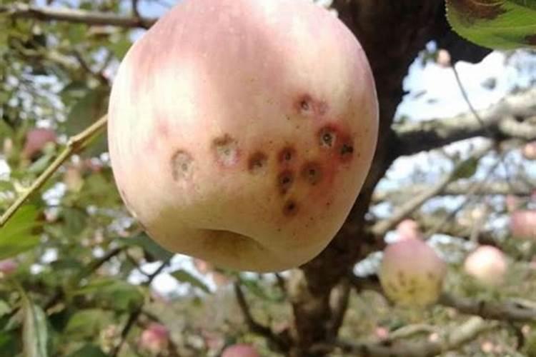 钾肥多了长柴火虫怎么办？
