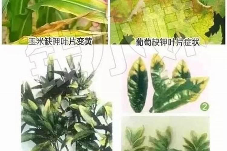 “氮长叶、磷长果,钾肥不足长柴火",这句话有道理吗？