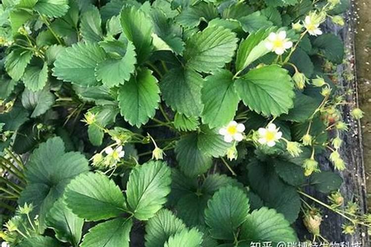 草莓苗期如何施肥以及时间 草莓苗期施肥时间和方法