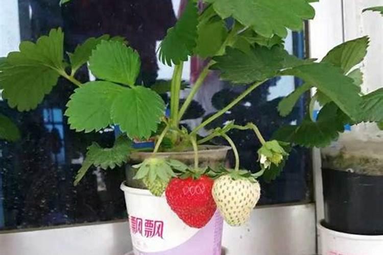 草莓如何加肥