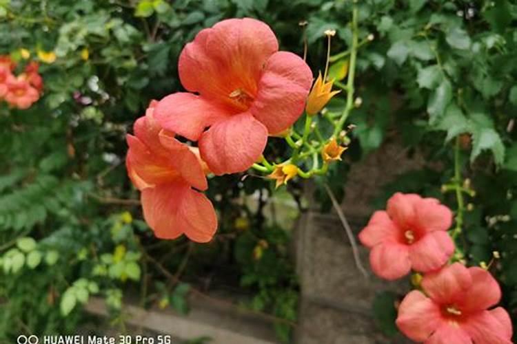 凌霄花施什么肥最好