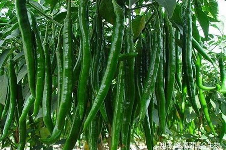 辣椒膨大用什么叶面肥效果好？