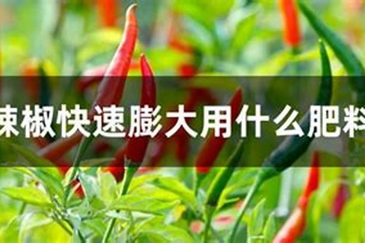 辣椒快速膨大用什么肥料