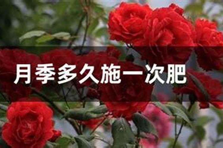 月季多久施一次肥
