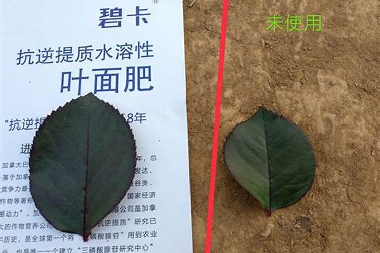 鲜花用什么叶面肥好一点？