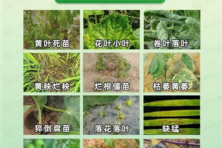 鲜花开畸形了打氨基酸叶面肥能补救吗？