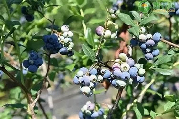 蓝莓什么时候上高钾肥最好？