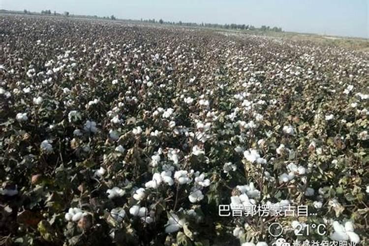 播种棉花要打底肥吗？