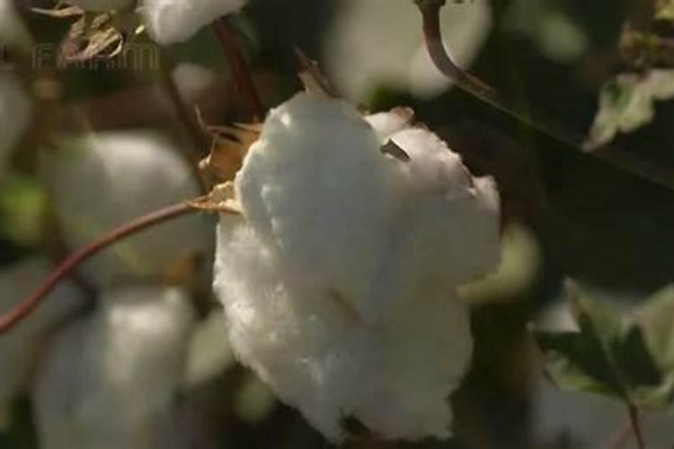 棉花的种植过程和管理