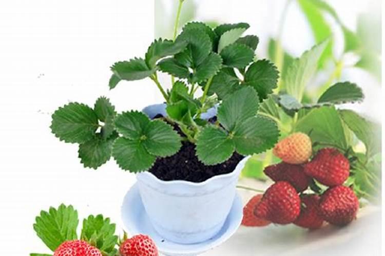 草莓开花期用什么肥料好
