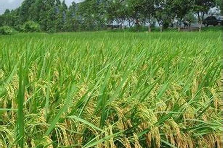 全国 一亩水稻平均【氮磷钾】化肥用量是多少？？