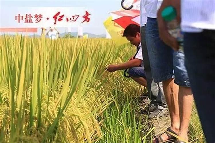 水稻一般施几次肥